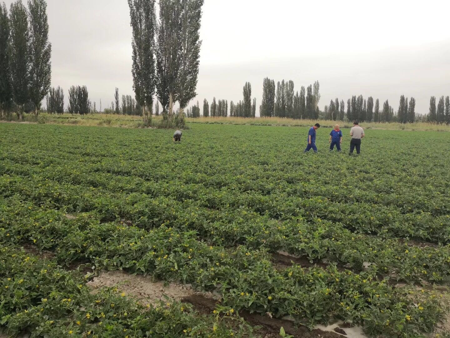 تصویر  High Yield Hybrid Tomato Seeds Best Price